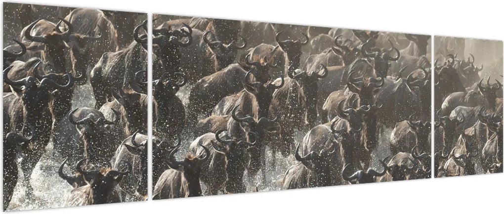 Obraz - Stado antylop gnu (170x50 cm)