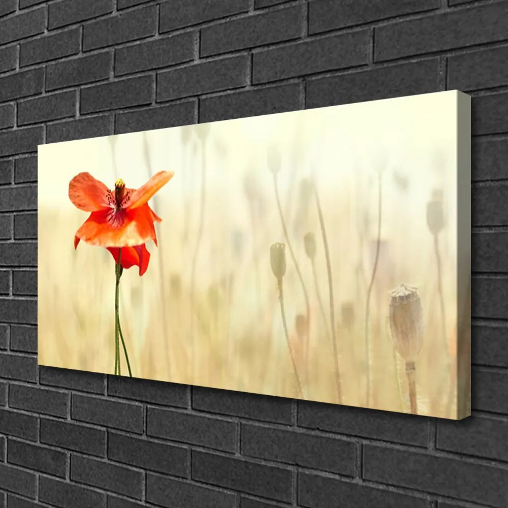 Obraz canvas Maki w Letnim Słońcu