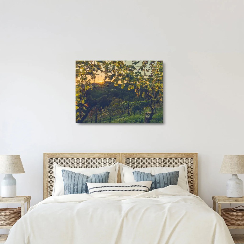 Obraz na szkle - Winnica (70x50 cm)