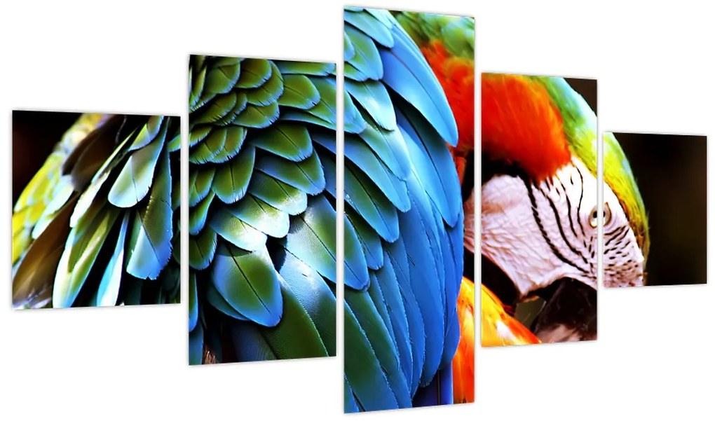 Obraz - Papuga (125x70 cm)