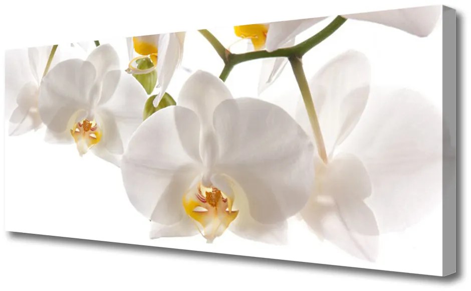 Obraz Canvas Orchidea Kwiaty Natura