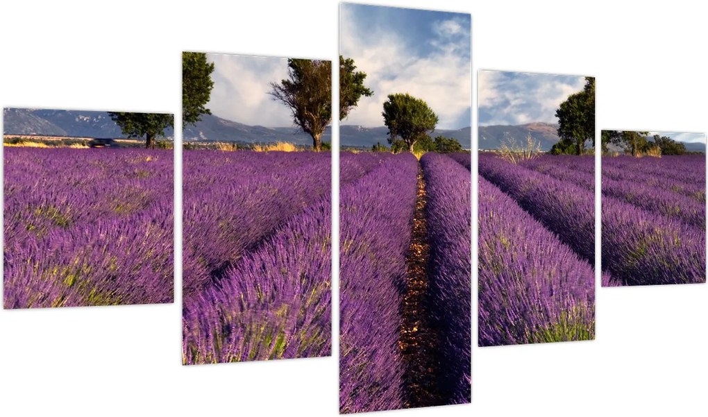 Obraz - Pole lawendy i góry (125x70 cm)