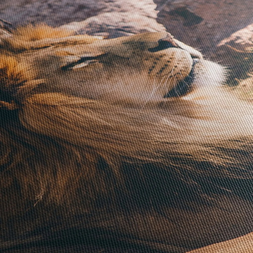 Obraz leżącego lwa (125x70 cm)