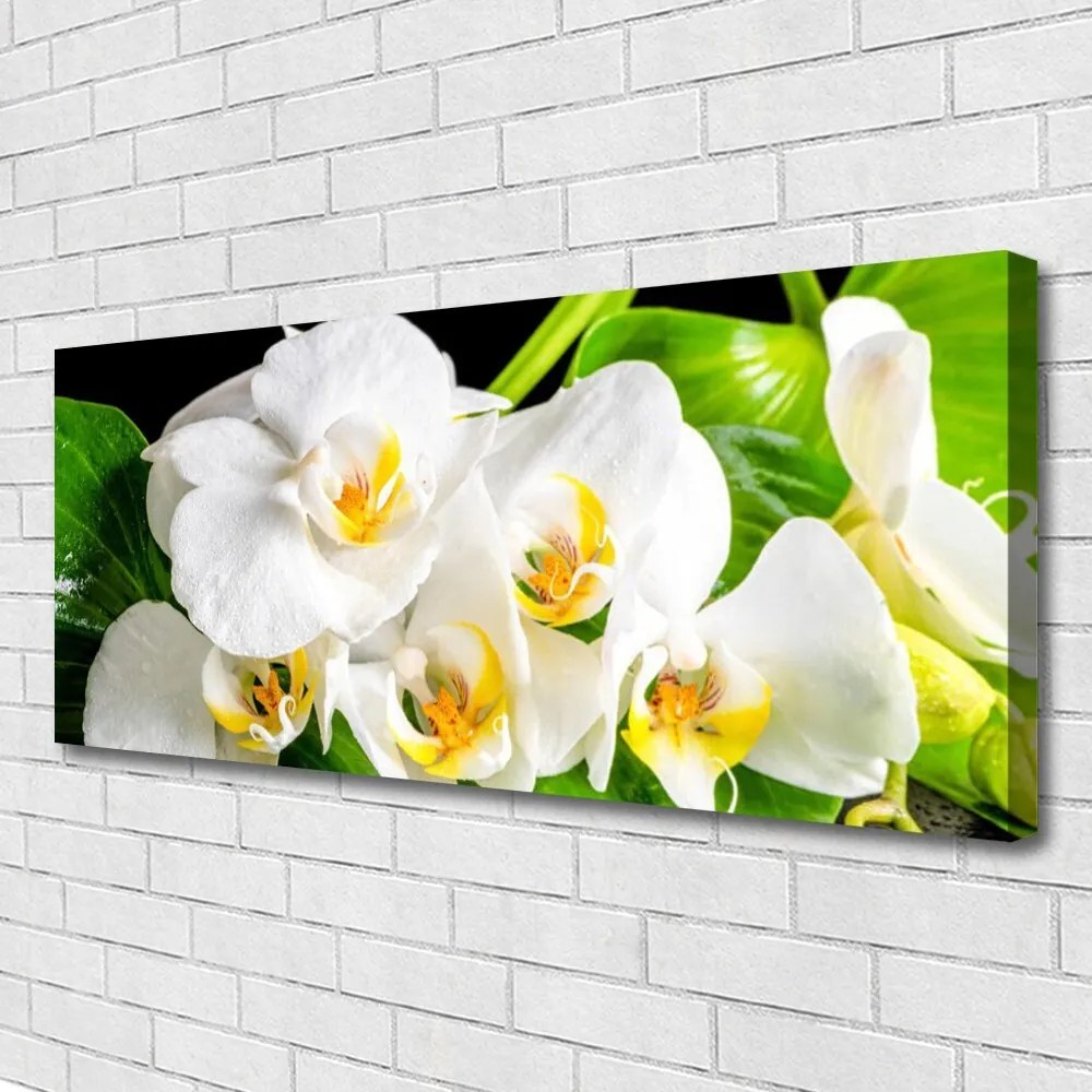 Obraz Canvas Orchidea Kwiaty Natura