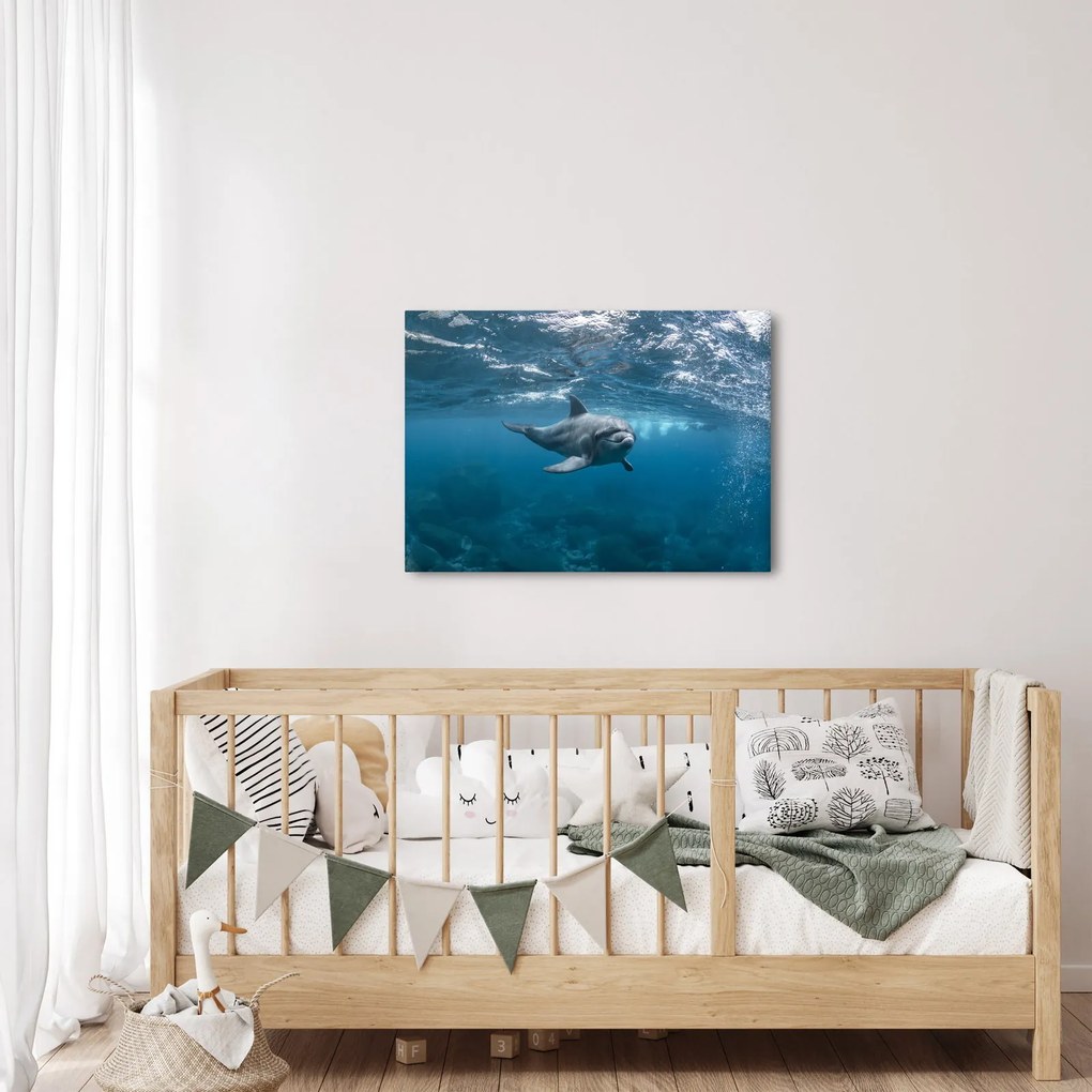 Obraz - Delfin pod wodą (70x50 cm)