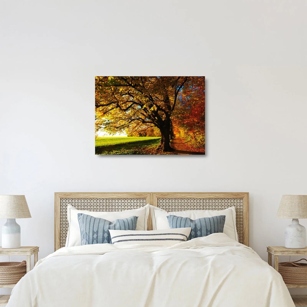 Obraz na szkle - jesienne drzewo (70x50 cm)