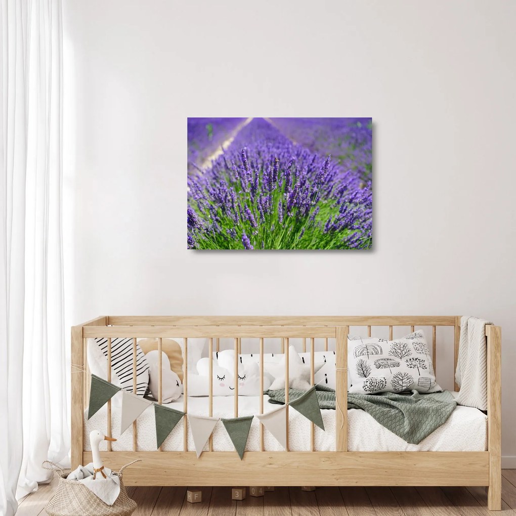 Obraz na szkle - lawenda (70x50 cm)