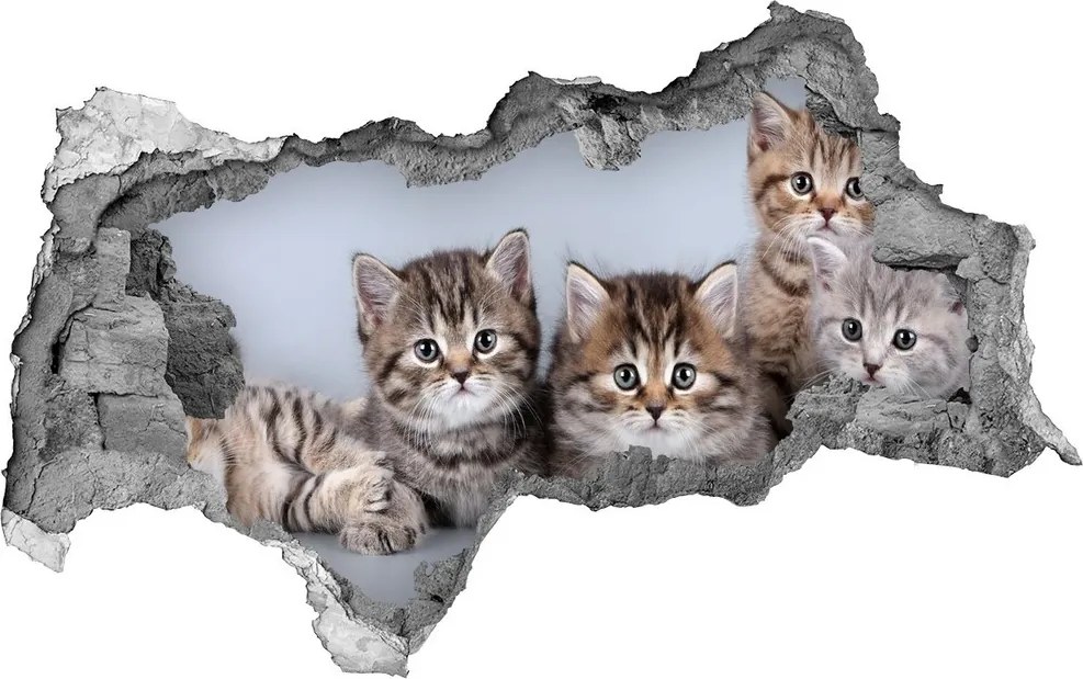 Dziura 3d fototapeta naklejka Pięć kotów