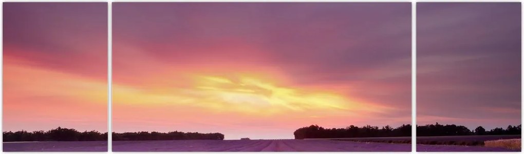 Obraz - Pole lawendy (170x50 cm)
