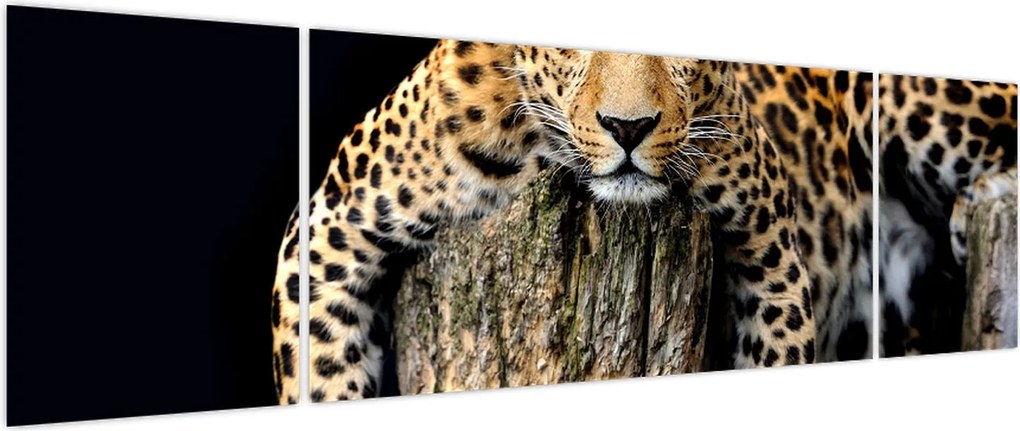 Obraz - Gepard (170x50 cm)
