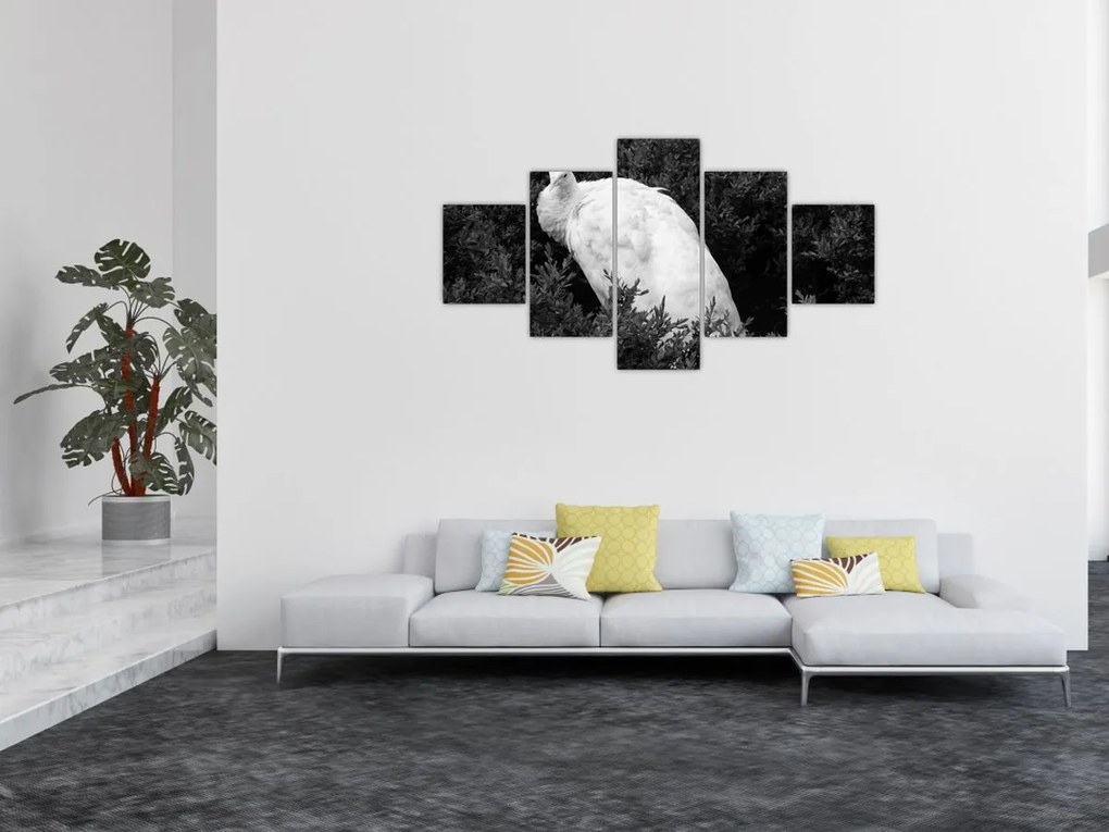 Obraz - Paw, czarno - biały (125x70 cm)