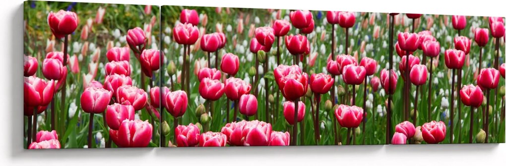 Obraz tulipanów (170x50 cm)
