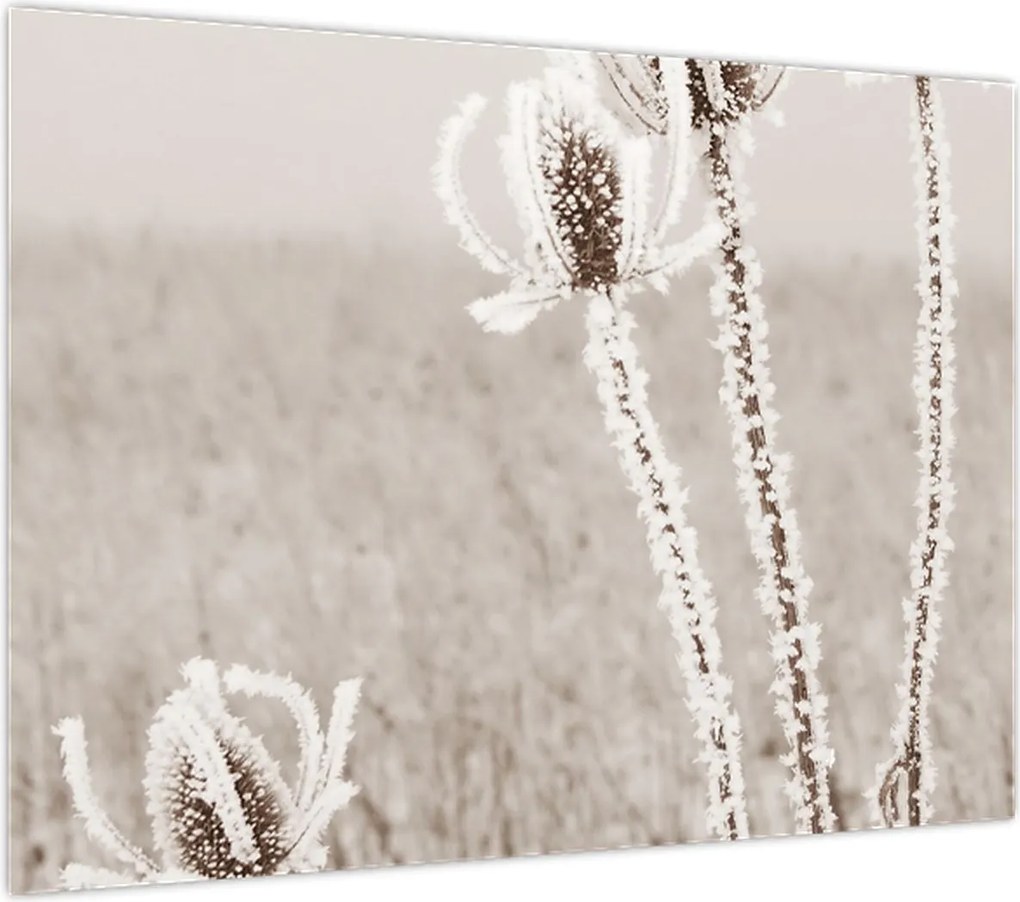 Obraz - Oset w zimie (70x50 cm)