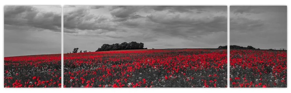 Obraz maków (170x50 cm)