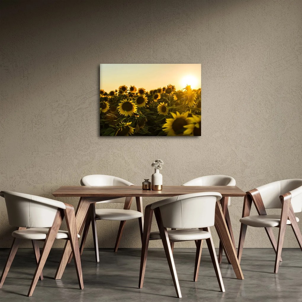 Obraz pola słoneczników (70x50 cm)