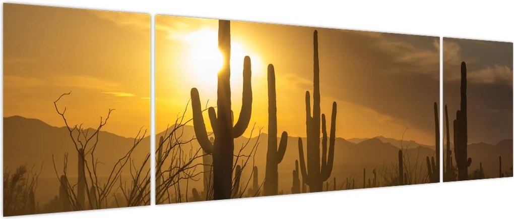 Obraz - Kaktusy Saguaro (170x50 cm)