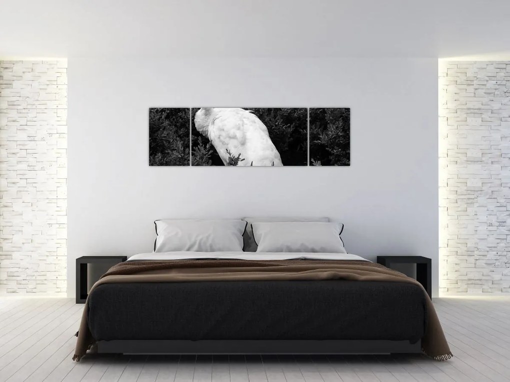 Obraz - Paw, czarno - biały (170x50 cm)