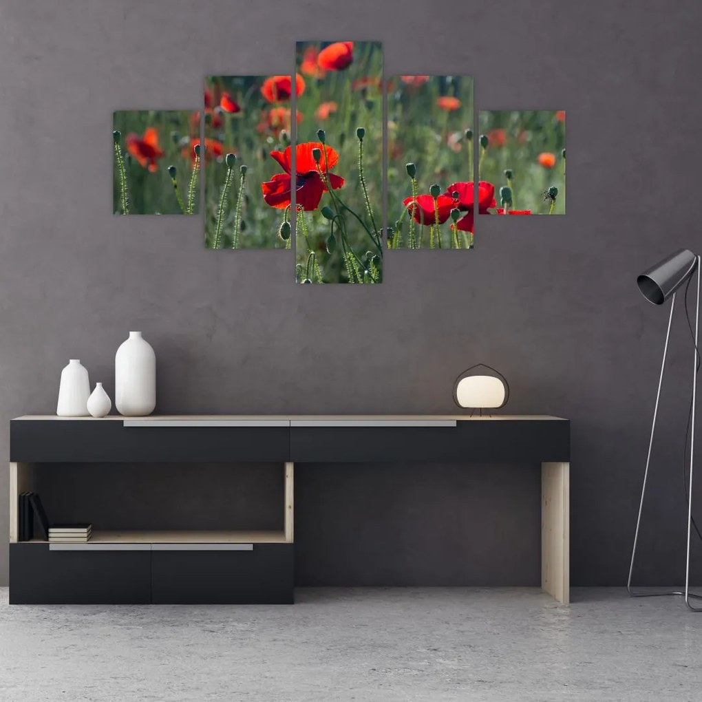 Obraz - Łąka z makami (125x70 cm)