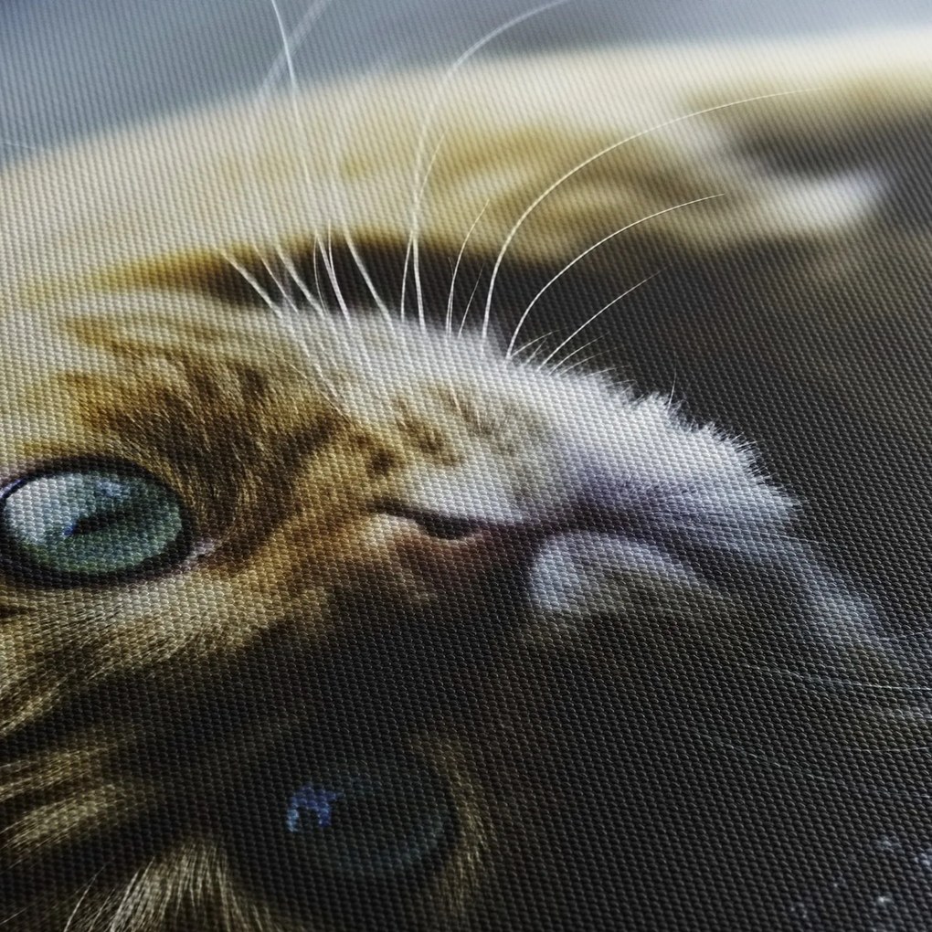 Obraz kota (170x50 cm)
