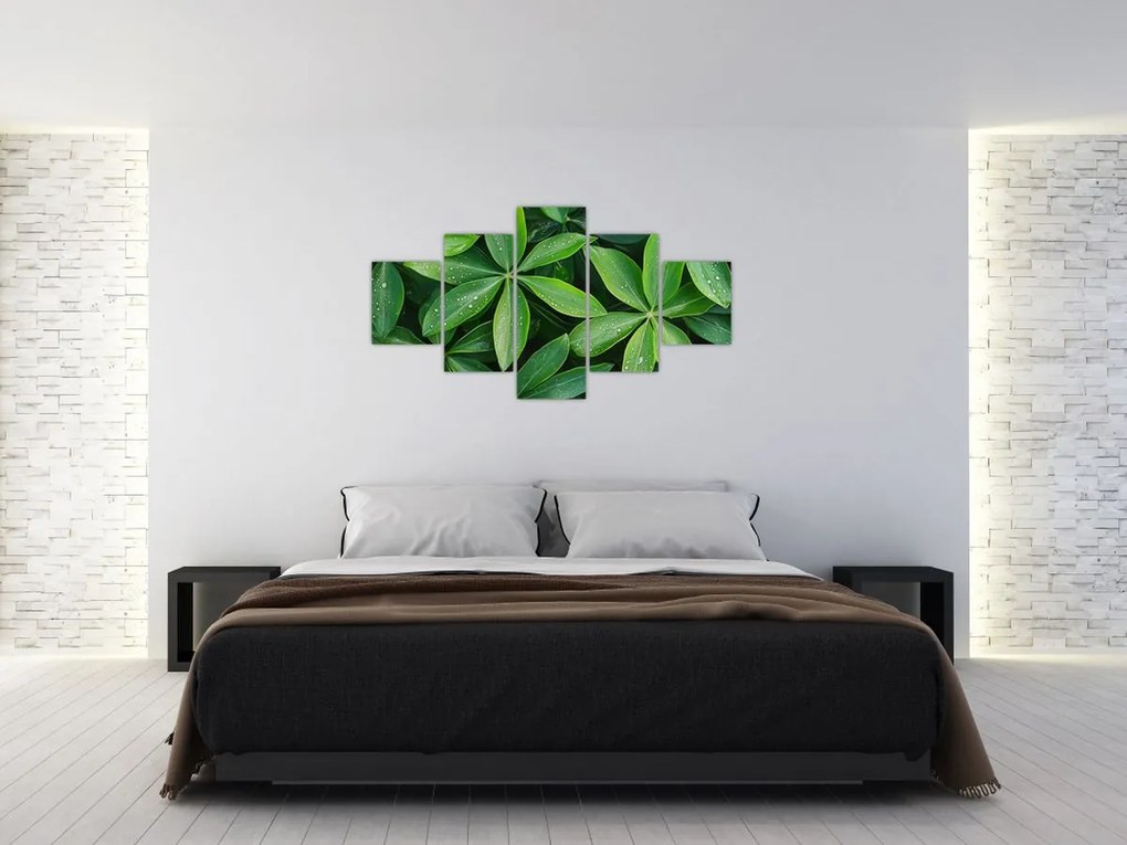 Obraz - Liście z kroplami rosy (125x70 cm)