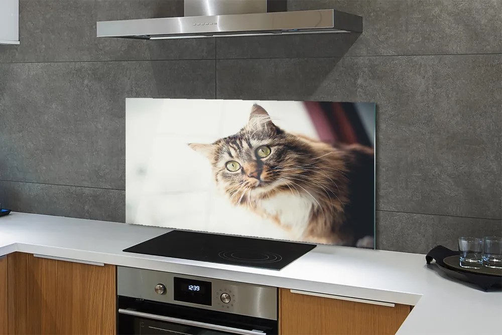 Panel Szklany Kot maine coon