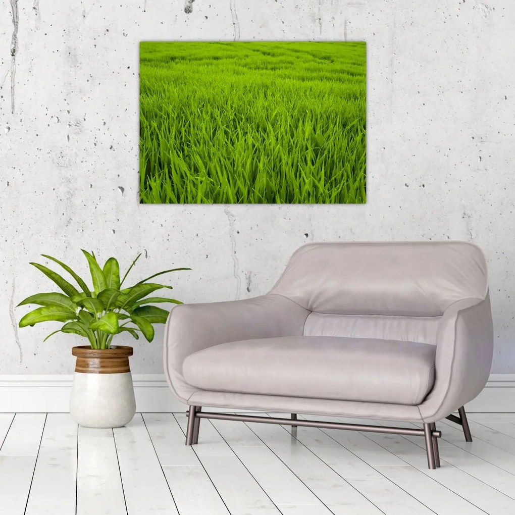 Obraz trawy (70x50 cm)