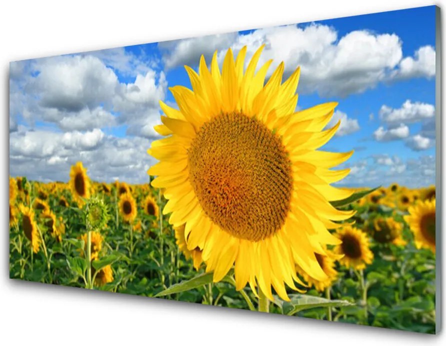 Panel Szklany do Kuchni Złoty Słonecznik pod Niebem