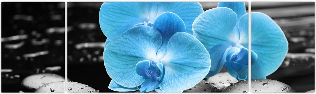 Obraz - Niebieska Orchidea (170x50 cm)