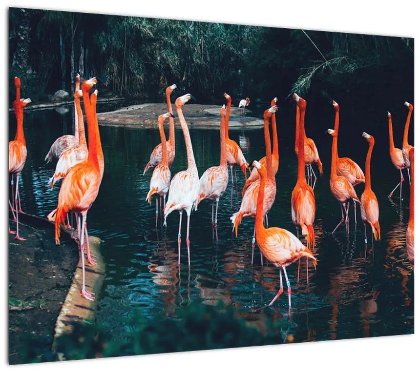 Obraz stada flamingów (70x50 cm)