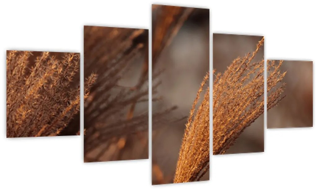 Obraz - Kortaderia (125x70 cm)