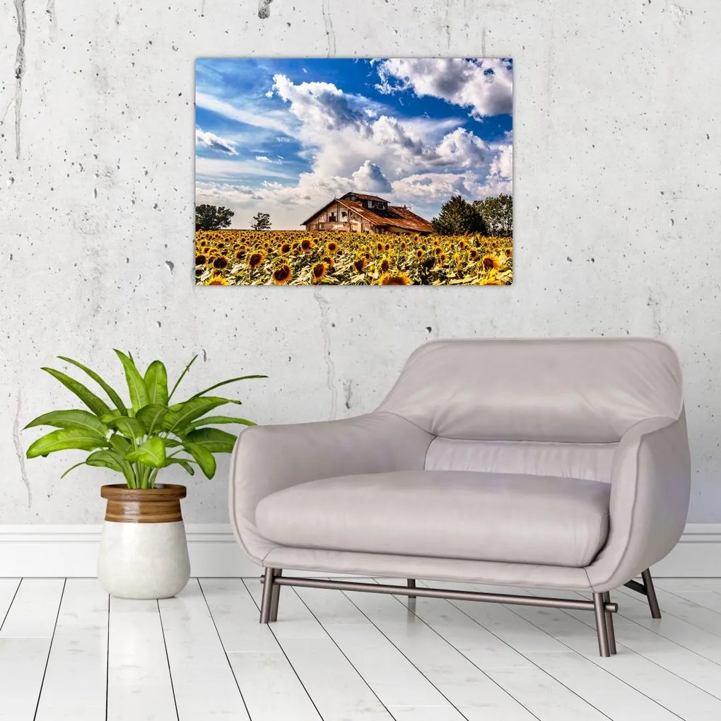 Obraz na szkle - pole słoneczników (70x50 cm)