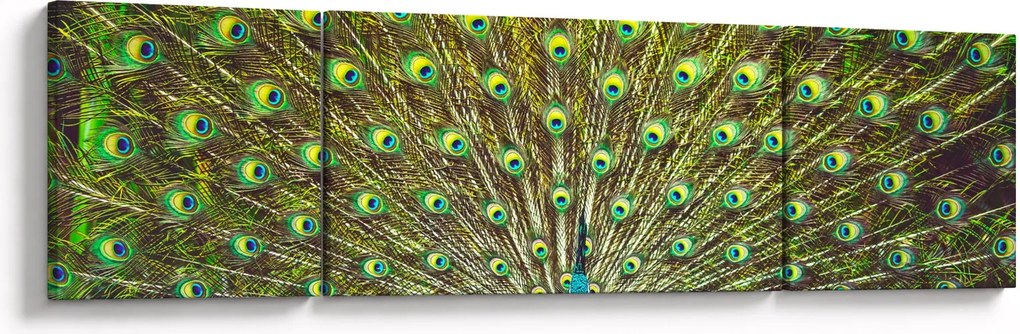 Obraz - Paw (170x50 cm)