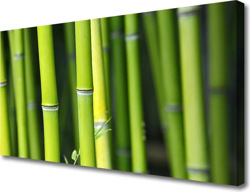 Fotoobraz na płótnie Zielone Łodygi Bambusa