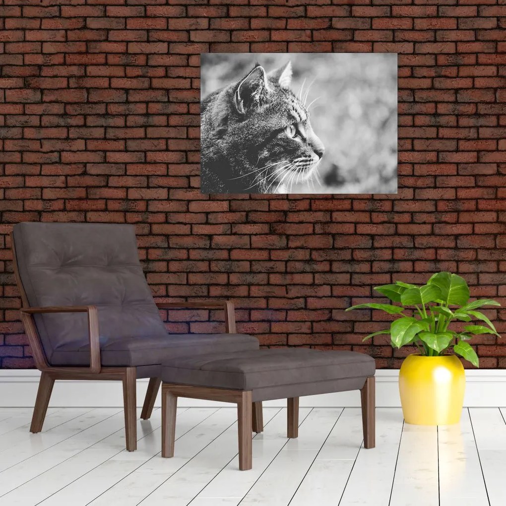 Obraz - Kot (70x50 cm)