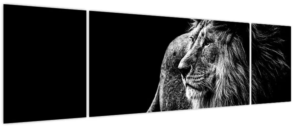 Obraz - Lew (170x50 cm)