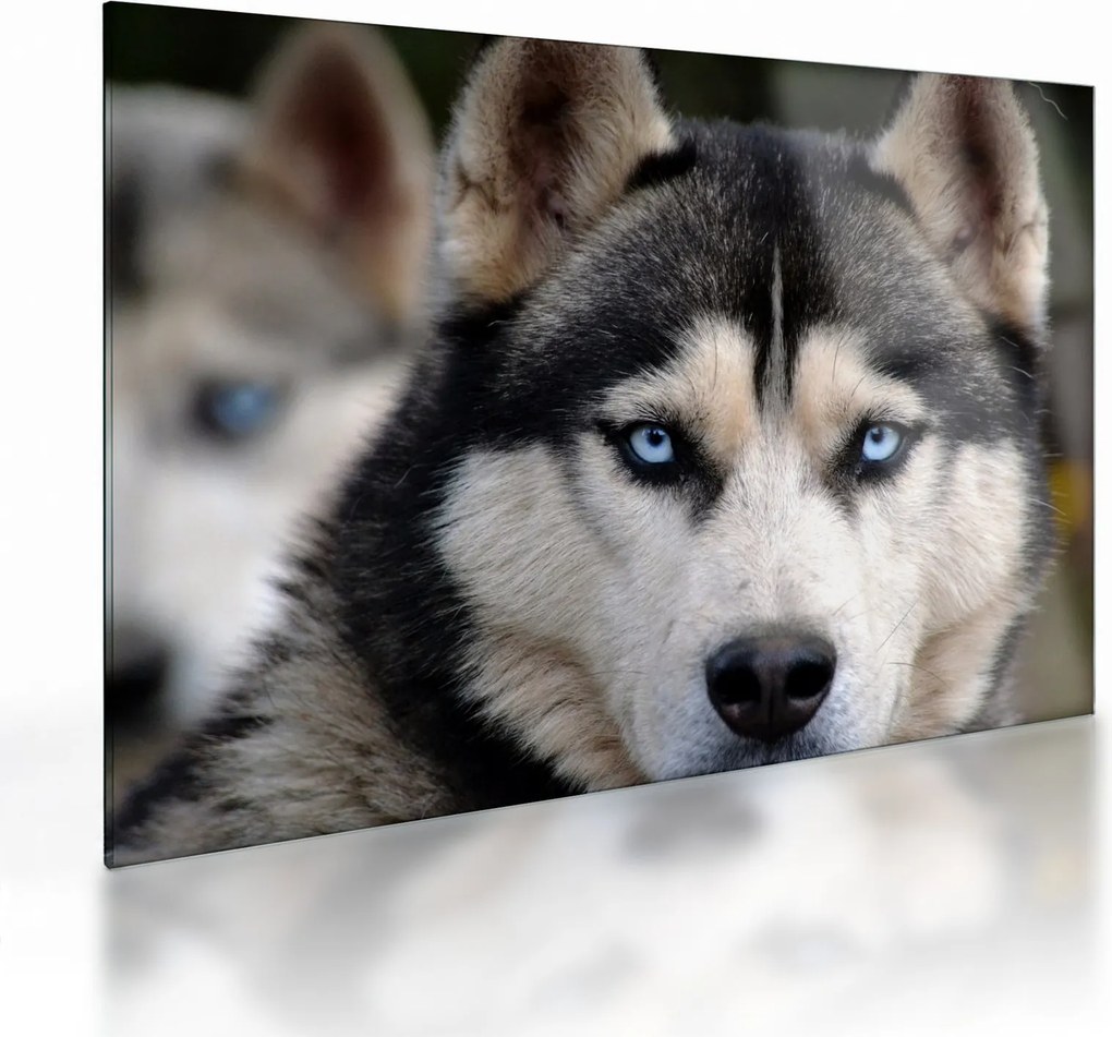 Obraz na szkle - pies husky (70x50 cm)