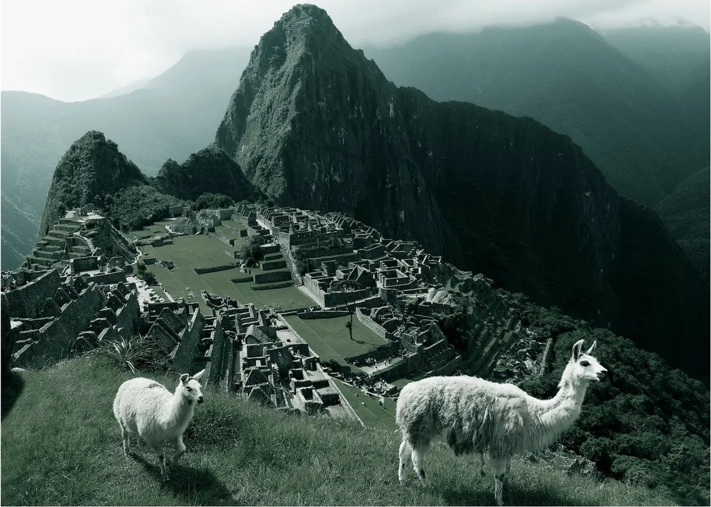 Obraz - Lamy w Machu Picchu w Peru (70x50 cm)