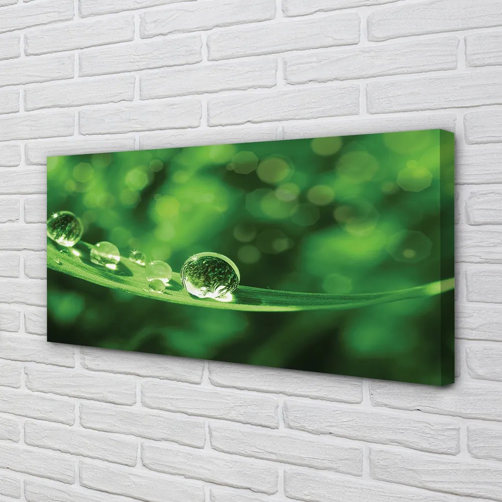 Obraz canvas na ścianę Zbliżenie na Krople Rosy