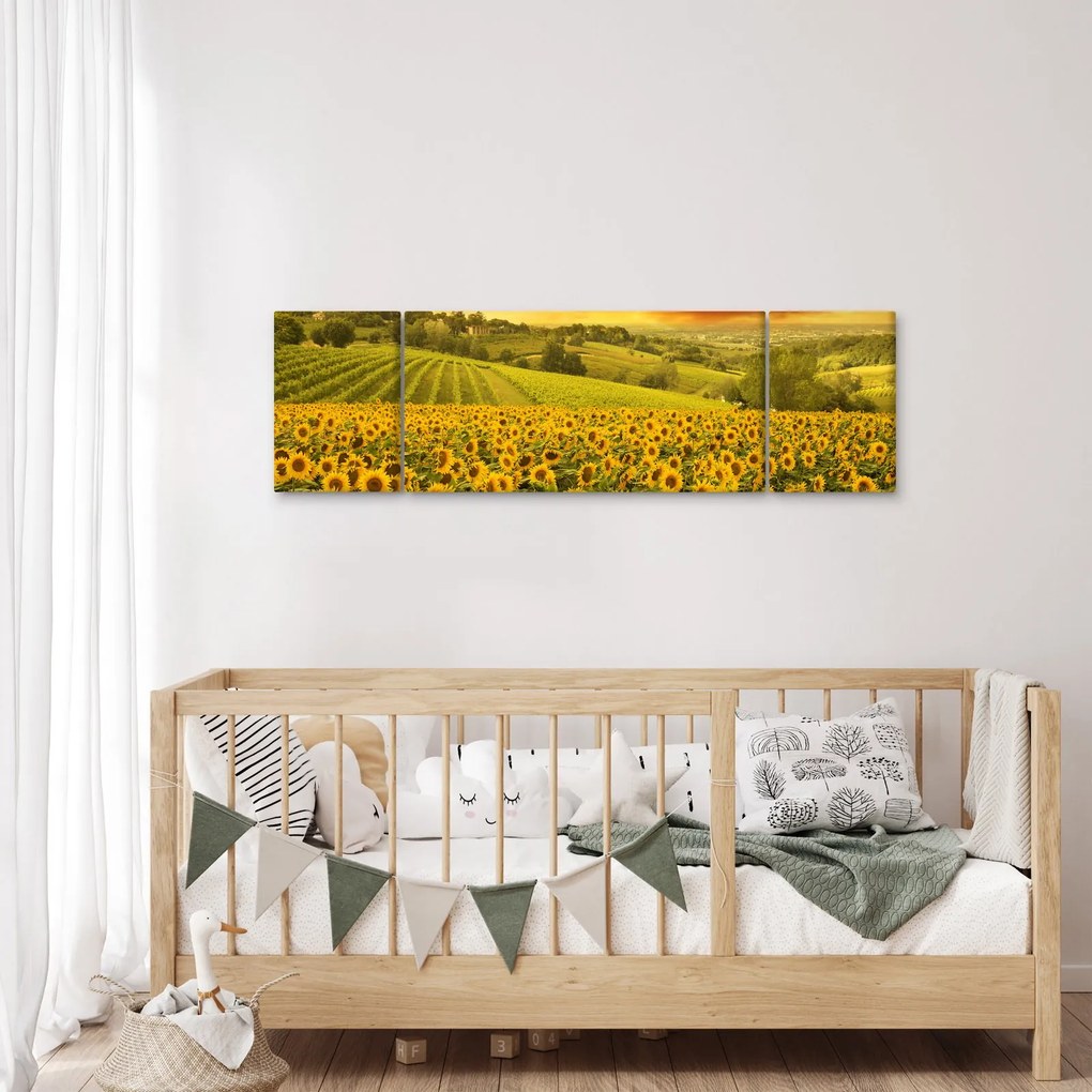 Obraz - Pole słoneczników (170x50 cm)