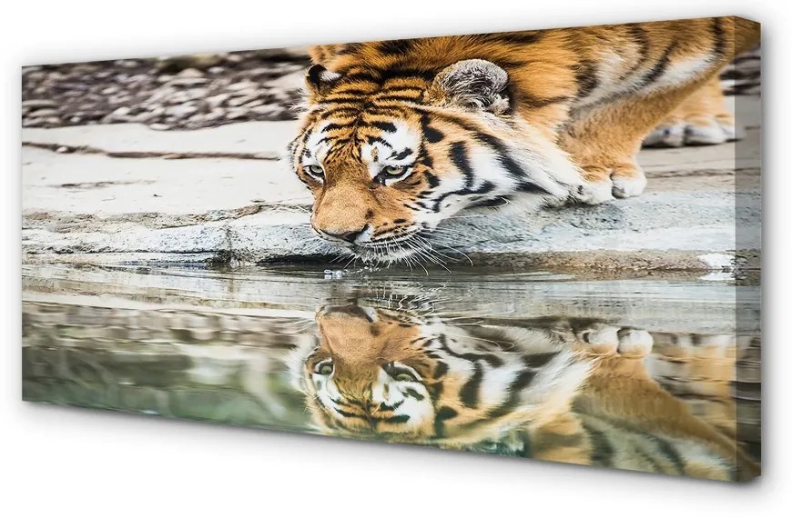 Duży obraz na płótnie Pijący Tygrys