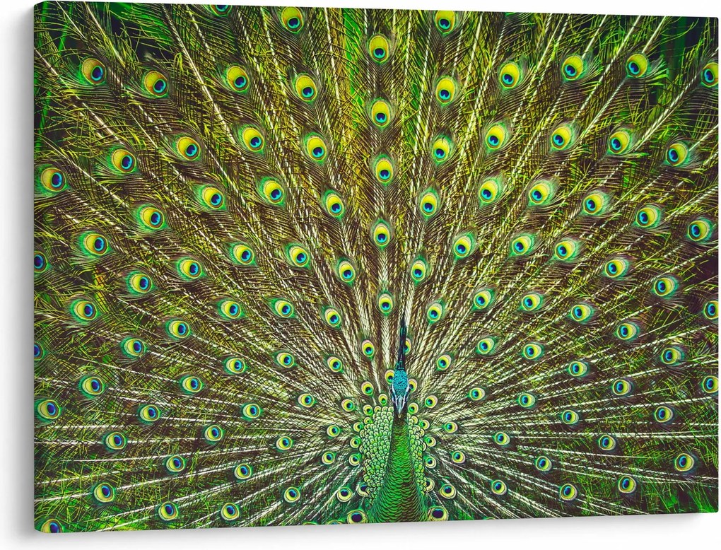 Obraz - Paw (70x50 cm)