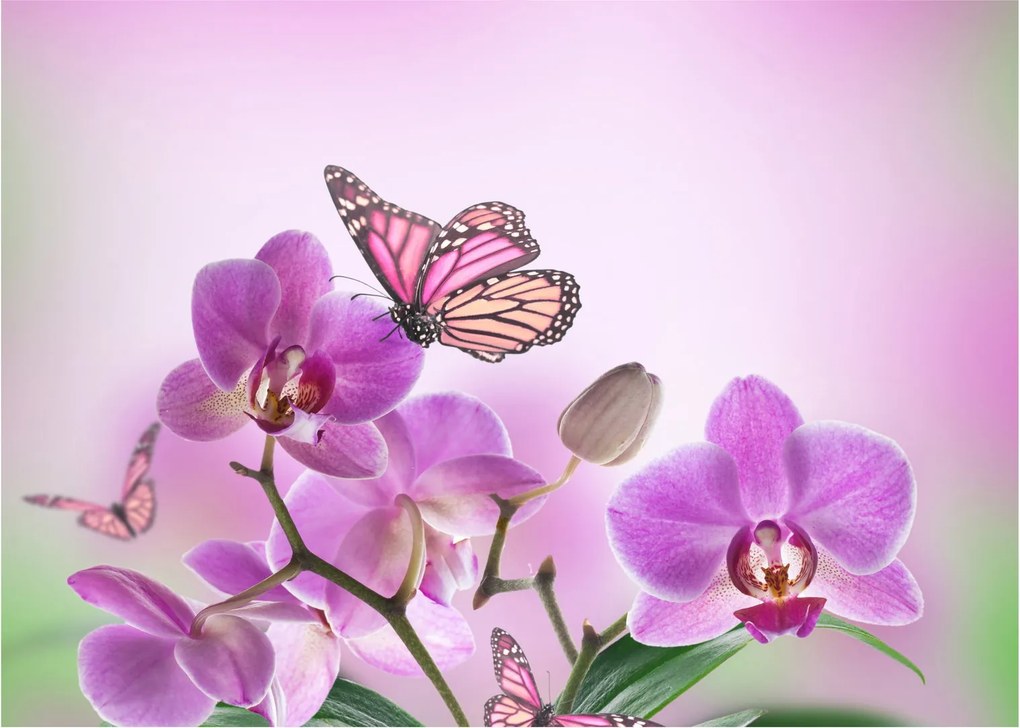 Obraz na szkle - Motyl na kwiatach orchidei, liliowy (70x50 cm)