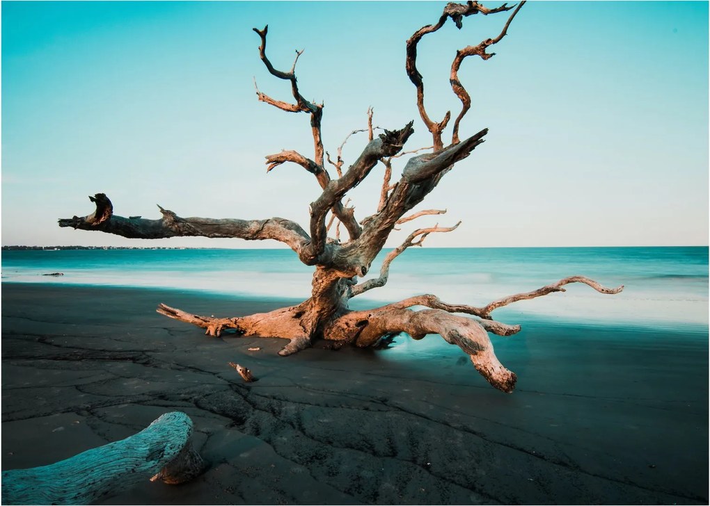 Obraz na szkle - Wyłowiono na plaży (70x50 cm)