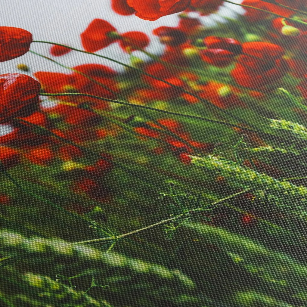 Obraz maków na wietrze (125x70 cm)
