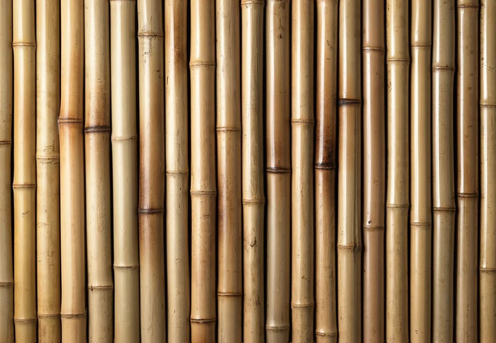 Fototapeta - Bambusy (196x136 cm)