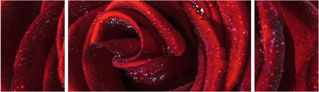 Obraz - Czerwona róża z kroplami rosy (170x50 cm)