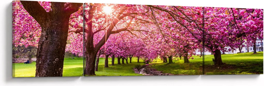 Obraz kwitnących czereśni, Hurd Park, Dover, New Jersey (170x50 cm)