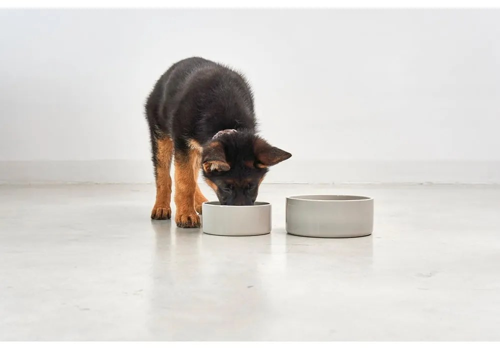 Porcelanowa miska dla psów ø 20 cm Scodella Greige M/L – MiaCara