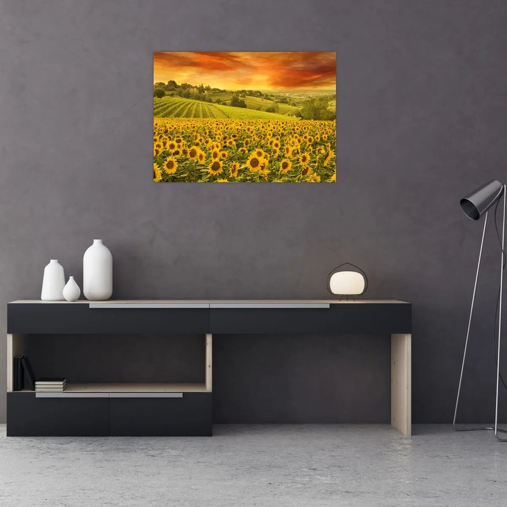 Obraz - Pole słoneczników (70x50 cm)