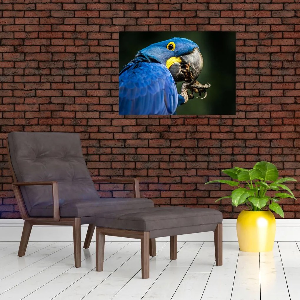 Obraz na szkle - papuga (70x50 cm)